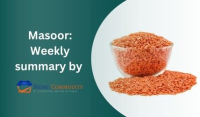 Masoor: Weekly summary by NepalCommodity